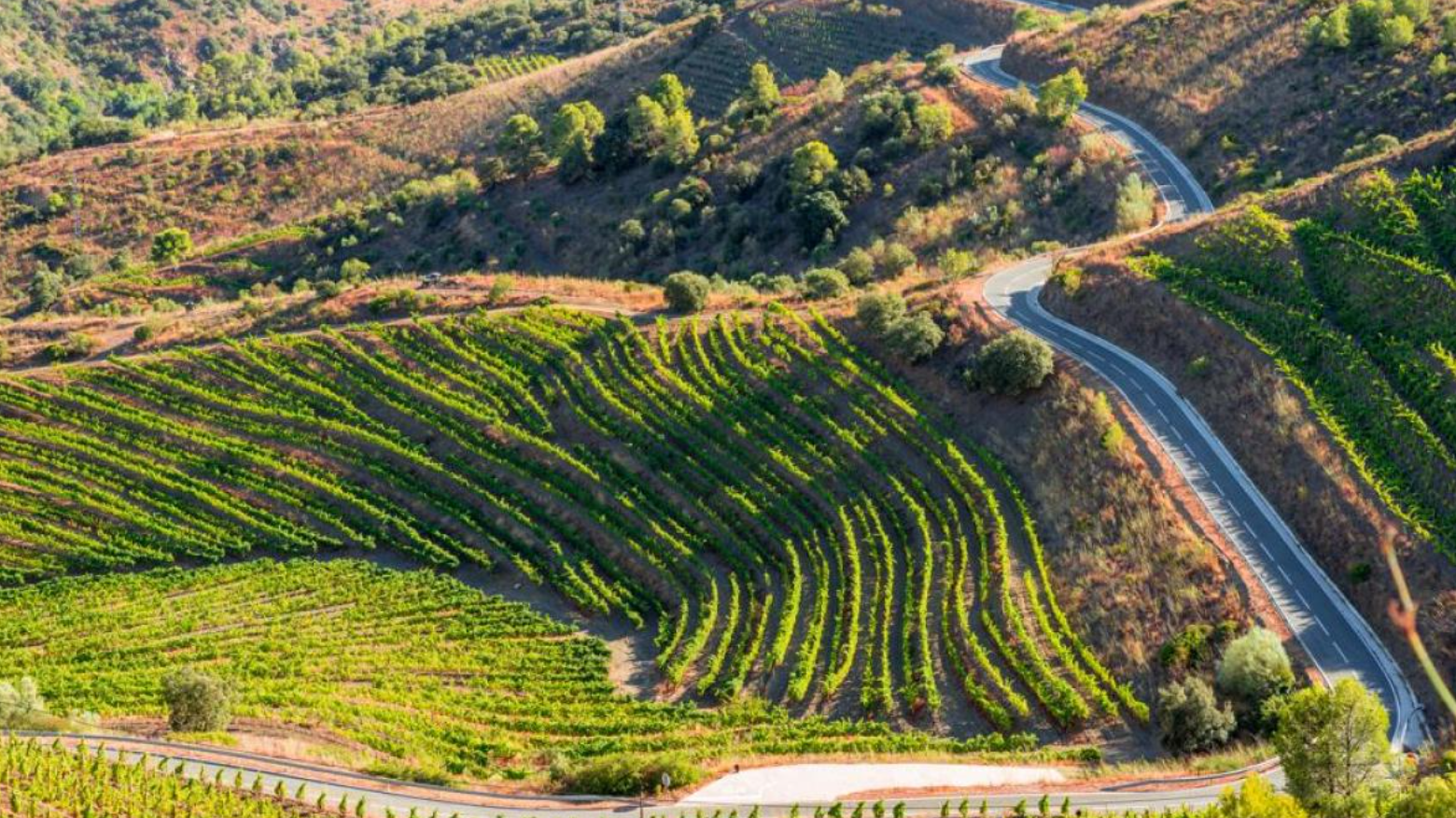 Ruta del Priorat (Viñedos) · Cataluña | Ruta en moto — Kando Riders